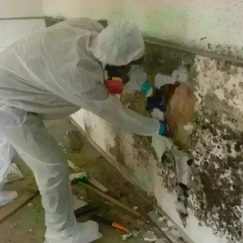 Mold Remediation and Removal in Lansing, KS